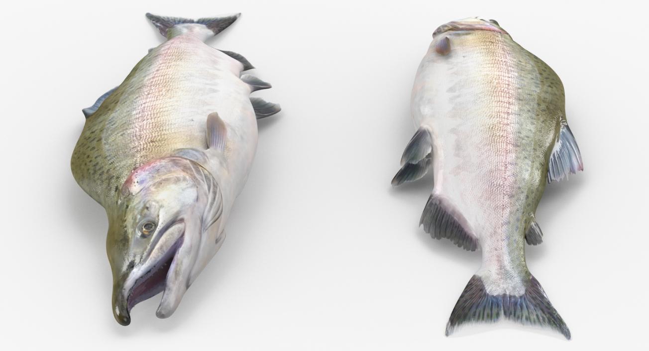 3D model Pink Salmon Lying on the Floor