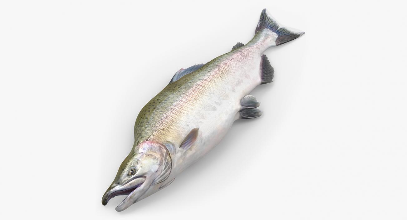 3D model Pink Salmon Lying on the Floor