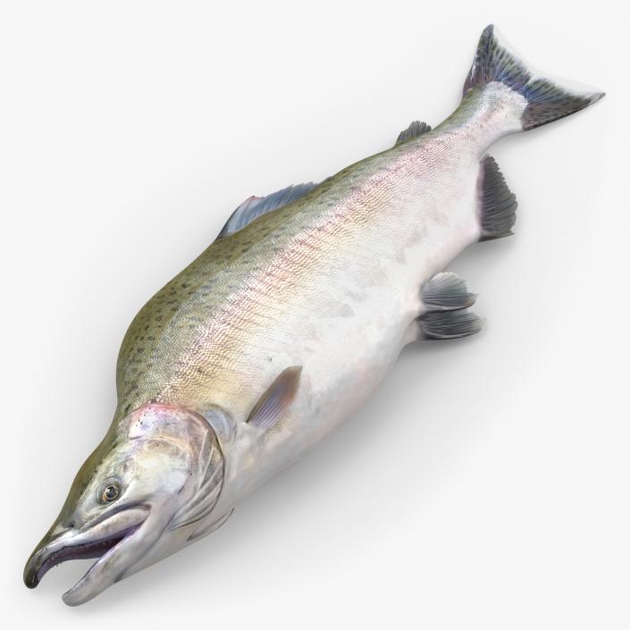 3D model Pink Salmon Lying on the Floor