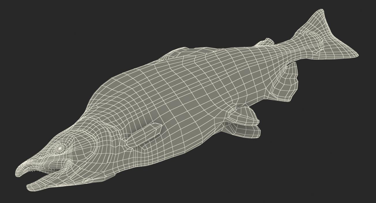 3D model Pink Salmon Lying on the Floor