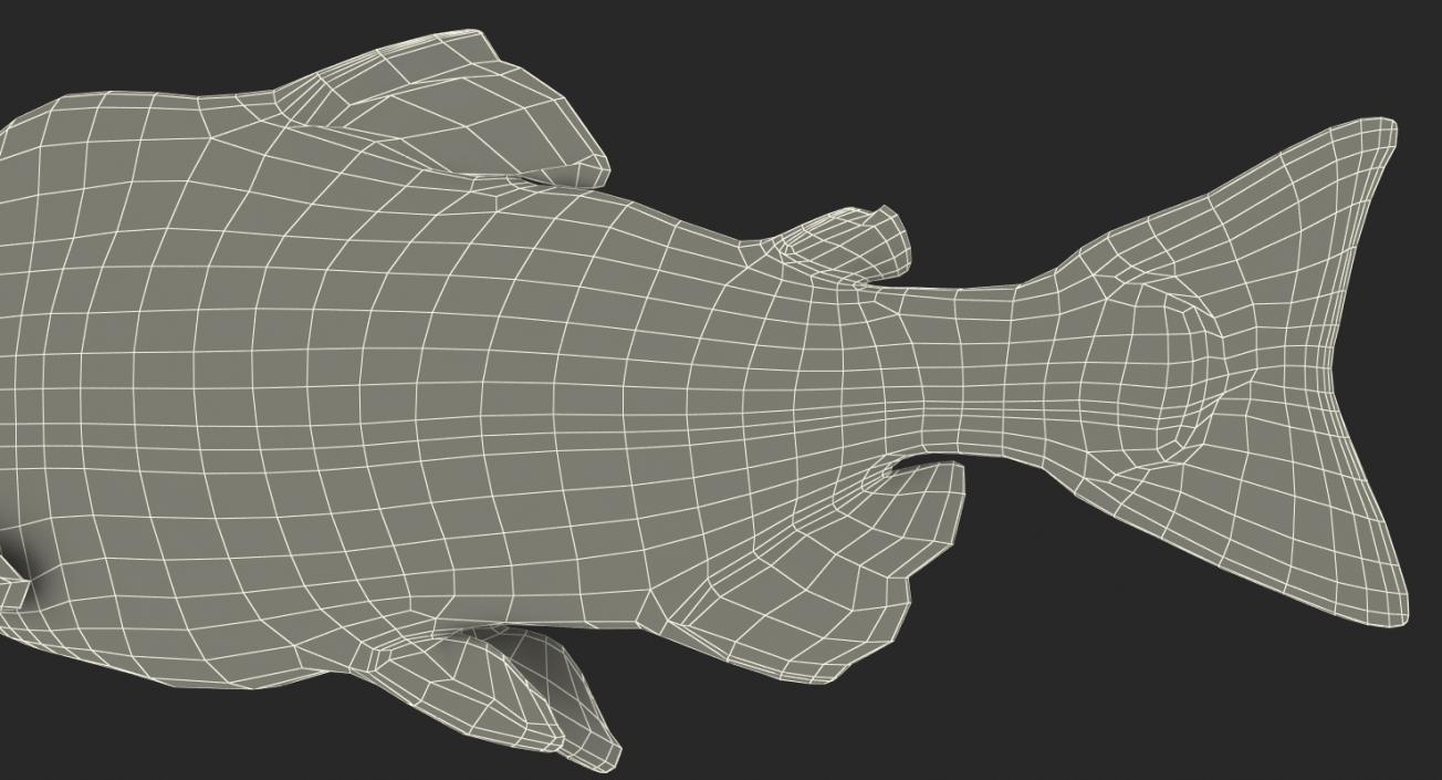 3D model Pink Salmon Lying on the Floor