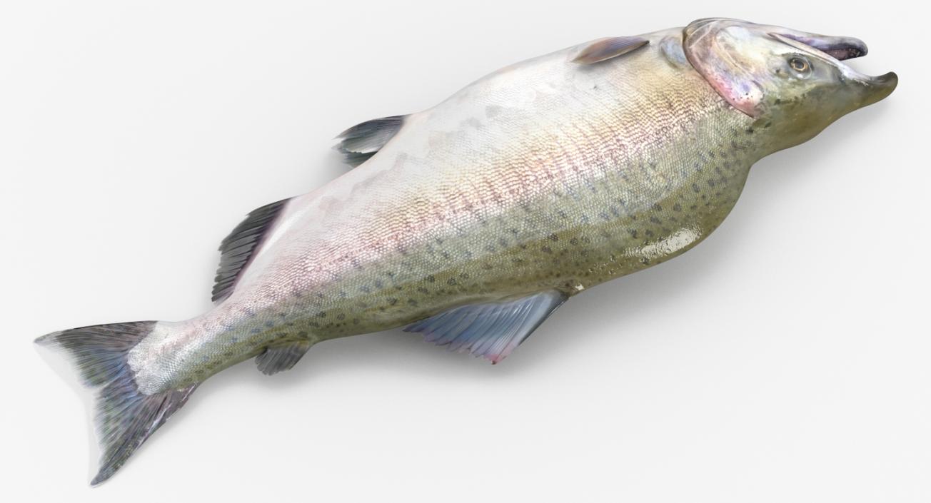 3D model Pink Salmon Lying on the Floor