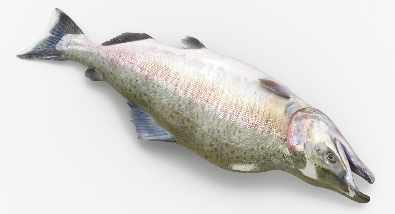 3D model Pink Salmon Lying on the Floor