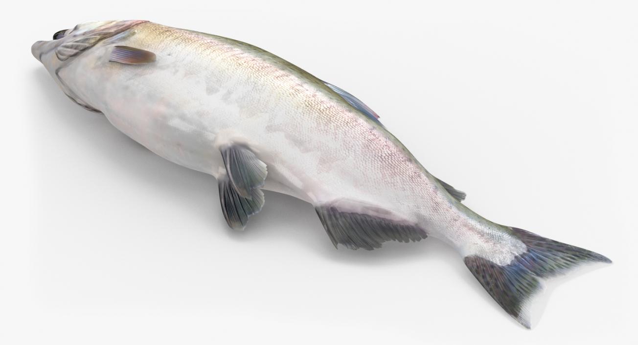 3D model Pink Salmon Lying on the Floor