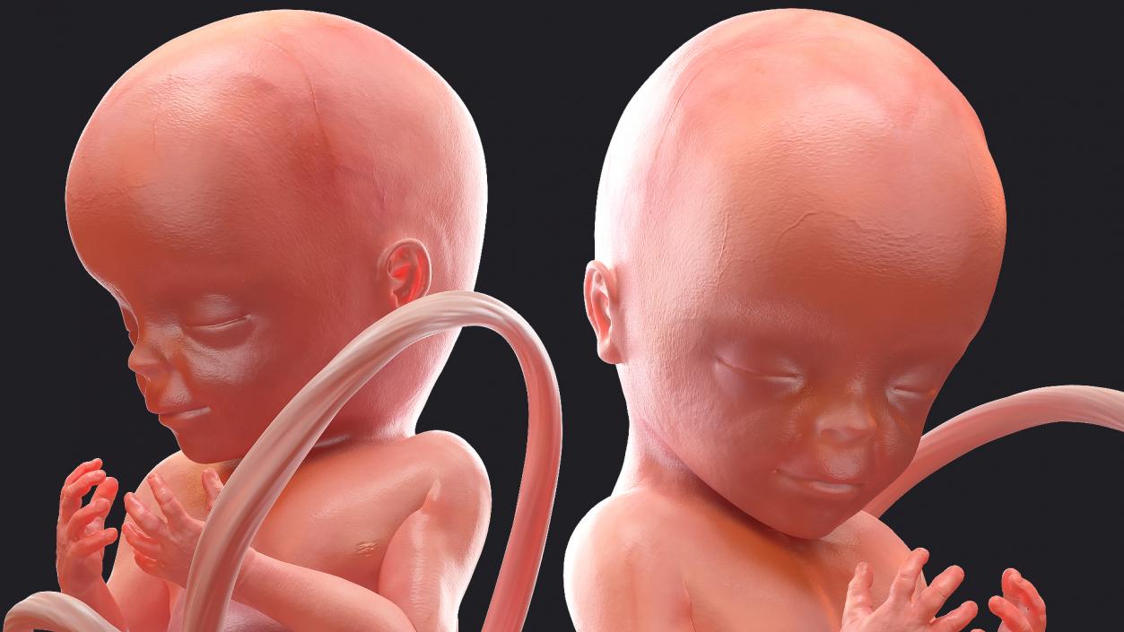 3D Human Fetus at 20 Weeks model