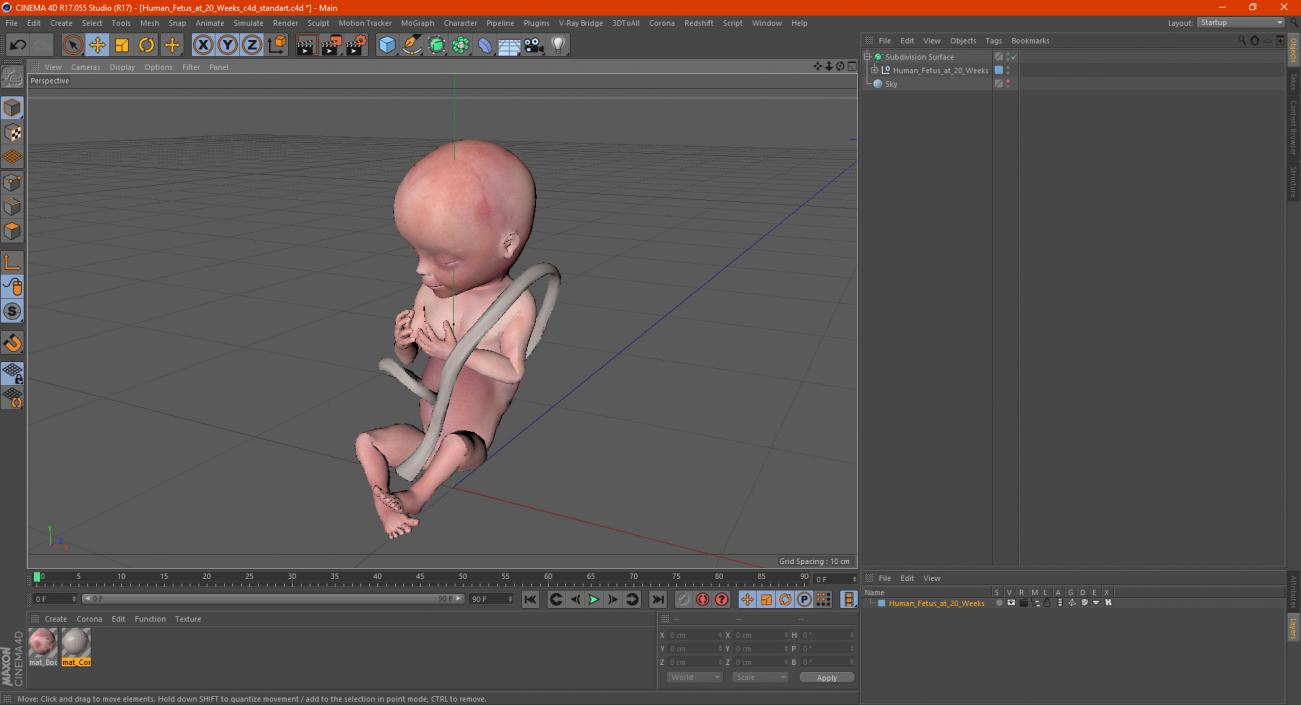 3D Human Fetus at 20 Weeks model