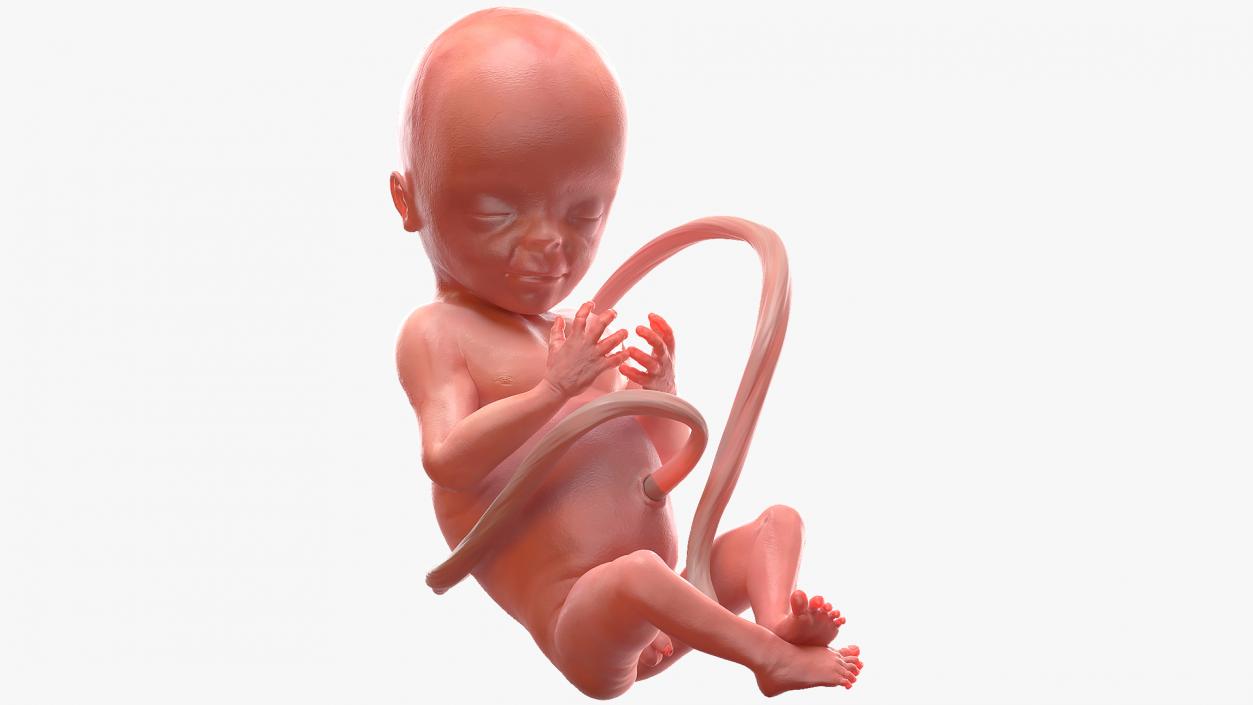 3D Human Fetus at 20 Weeks model