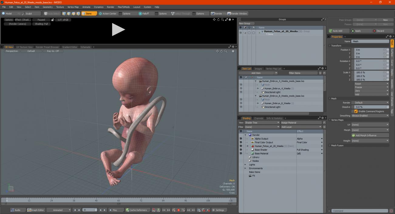 3D Human Fetus at 20 Weeks model