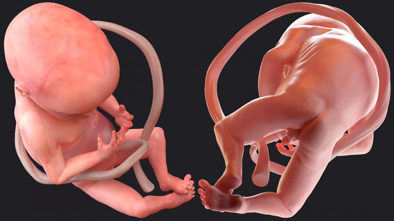 3D Human Fetus at 20 Weeks model