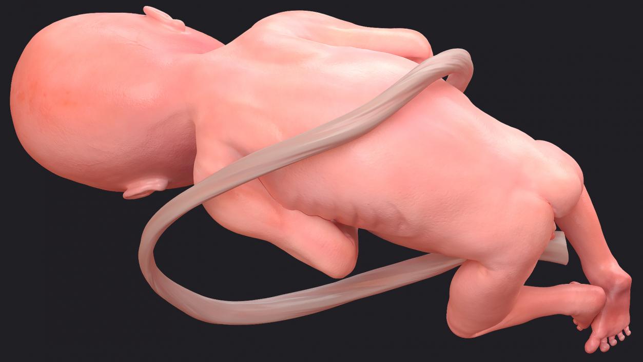 3D Human Fetus at 20 Weeks model