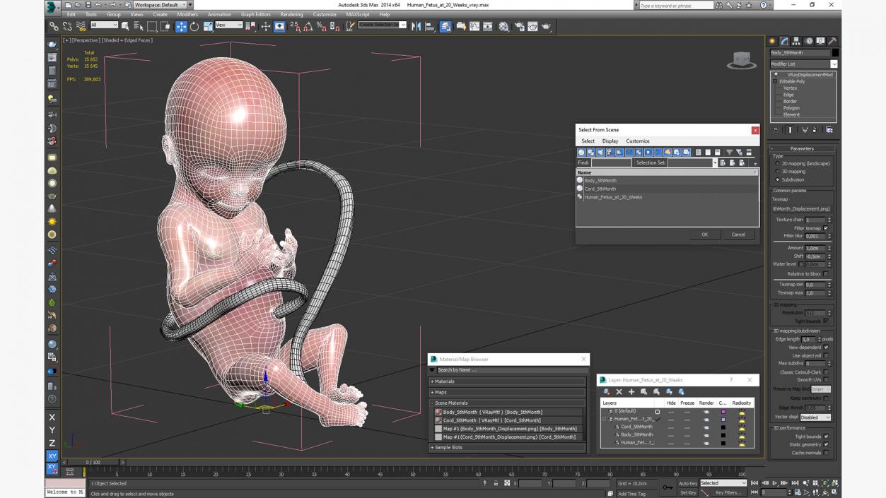 3D Human Fetus at 20 Weeks model