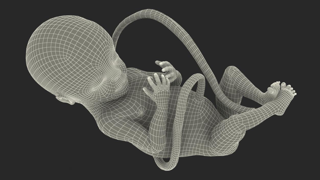 3D Human Fetus at 20 Weeks model