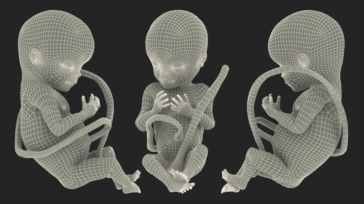 3D Human Fetus at 20 Weeks model