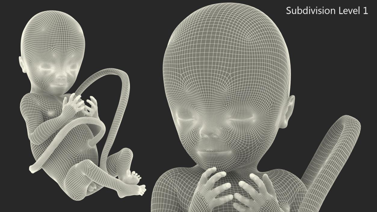 3D Human Fetus at 20 Weeks model