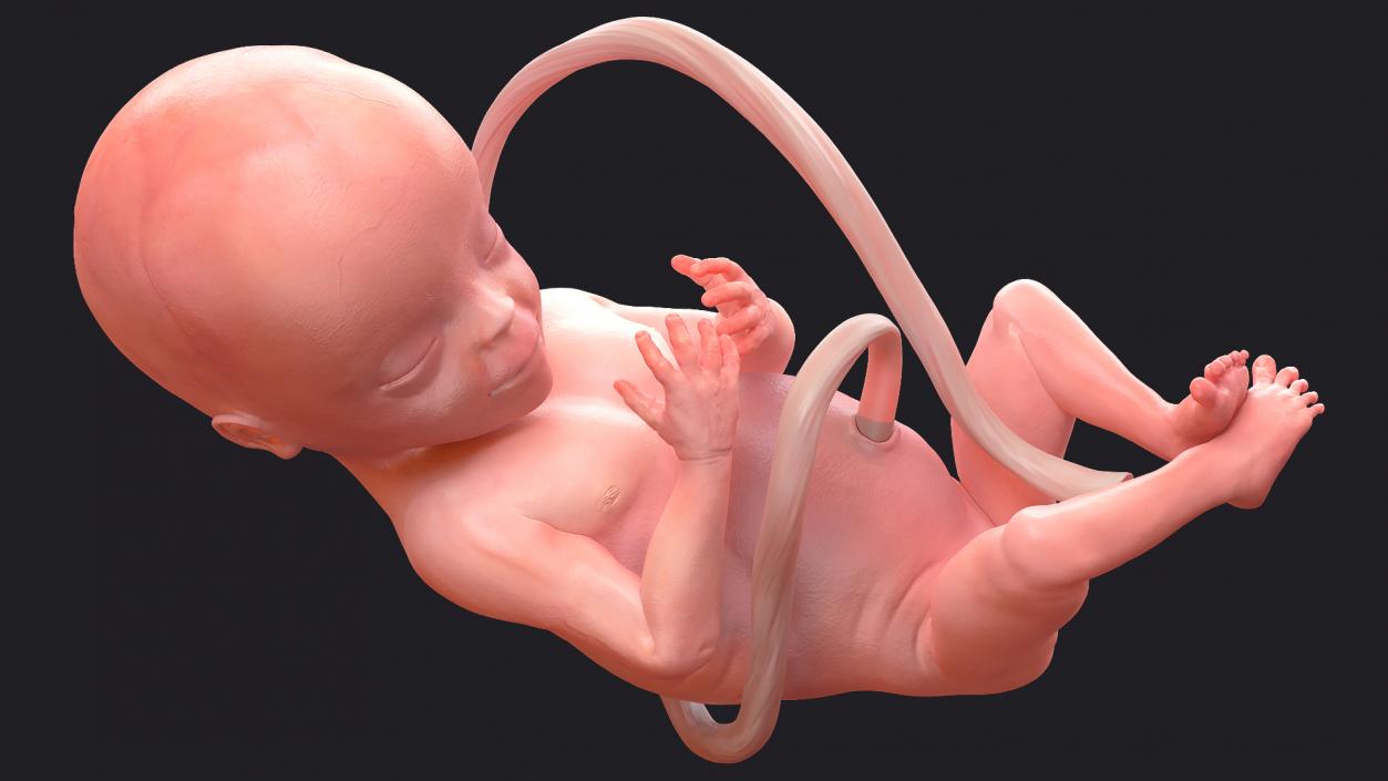 3D Human Fetus at 20 Weeks model