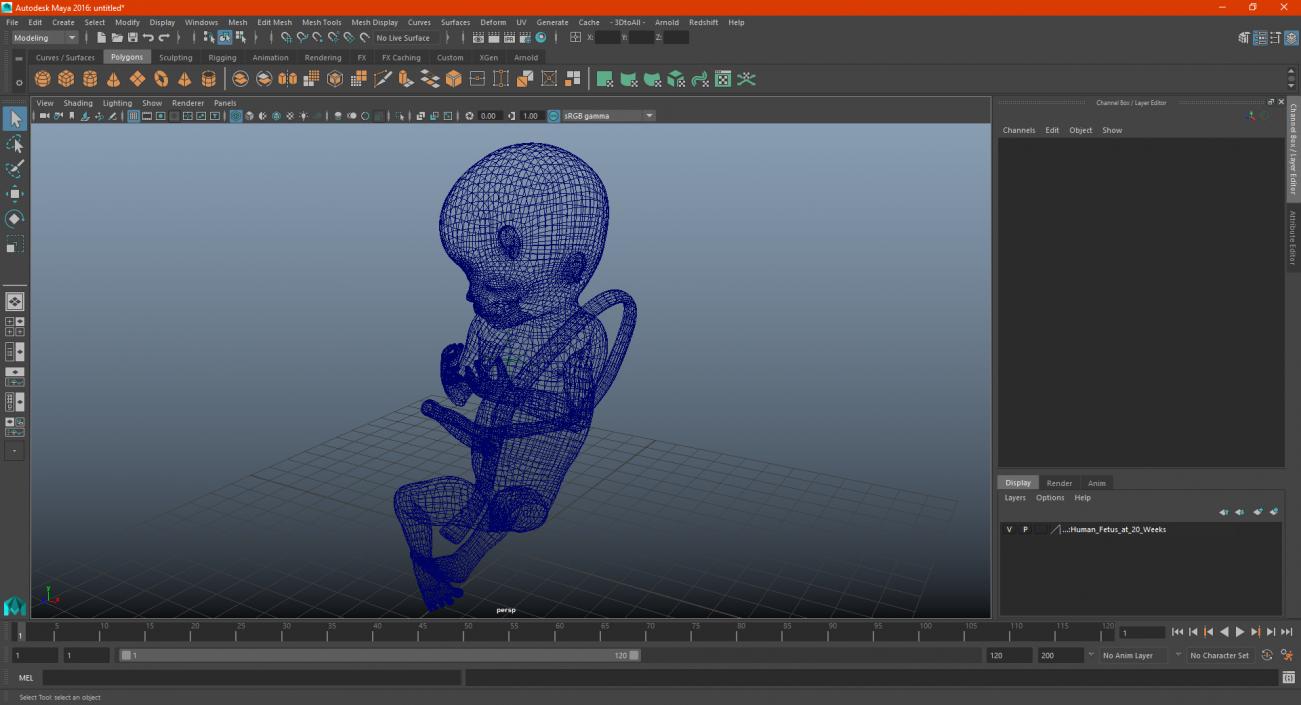 3D Human Fetus at 20 Weeks model