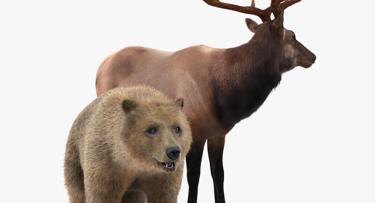 3D Bear and Elk Collection model