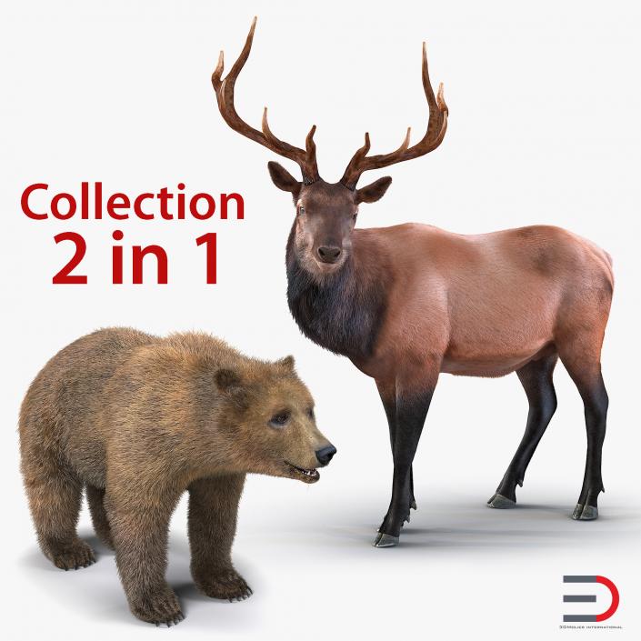 3D Bear and Elk Collection model