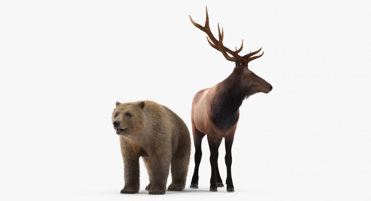 3D Bear and Elk Collection model