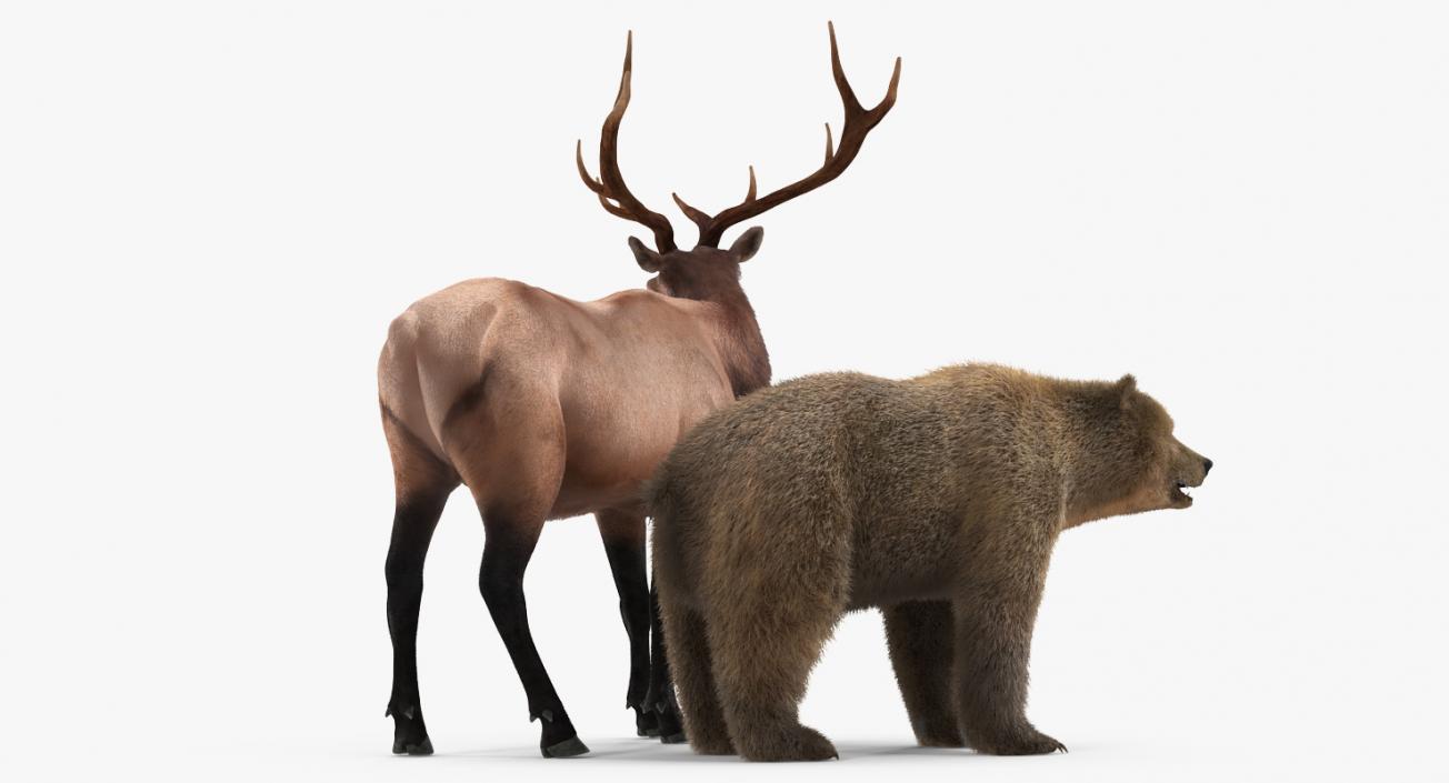 3D Bear and Elk Collection model