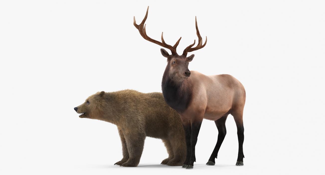 3D Bear and Elk Collection model