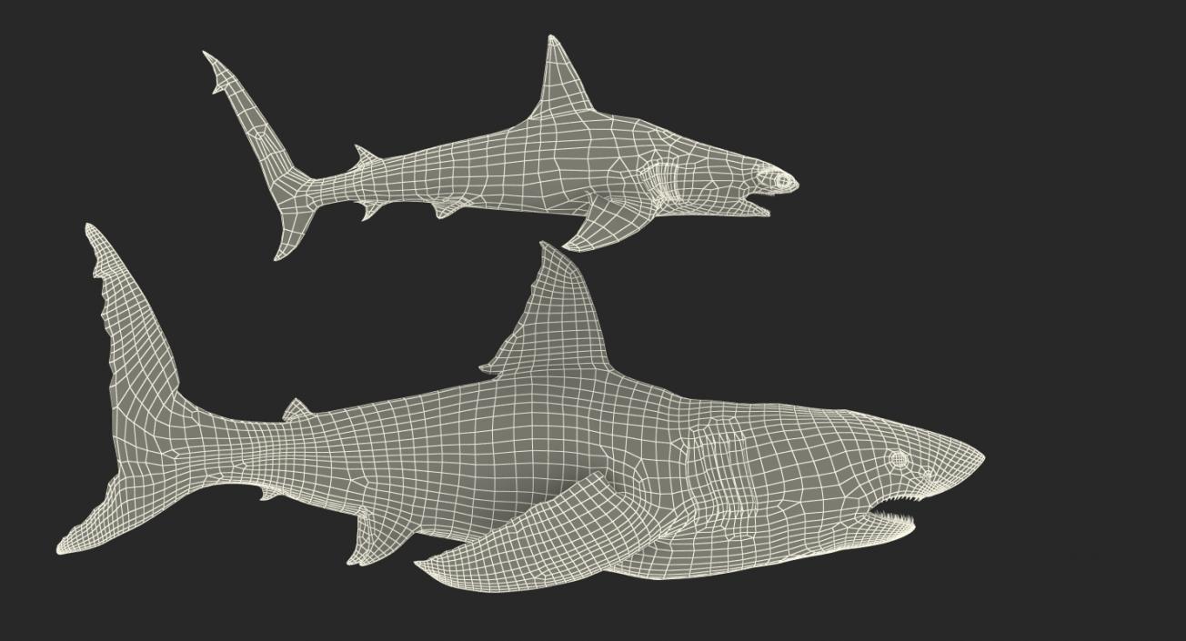 Shark Cage Diving Rigged 3D model