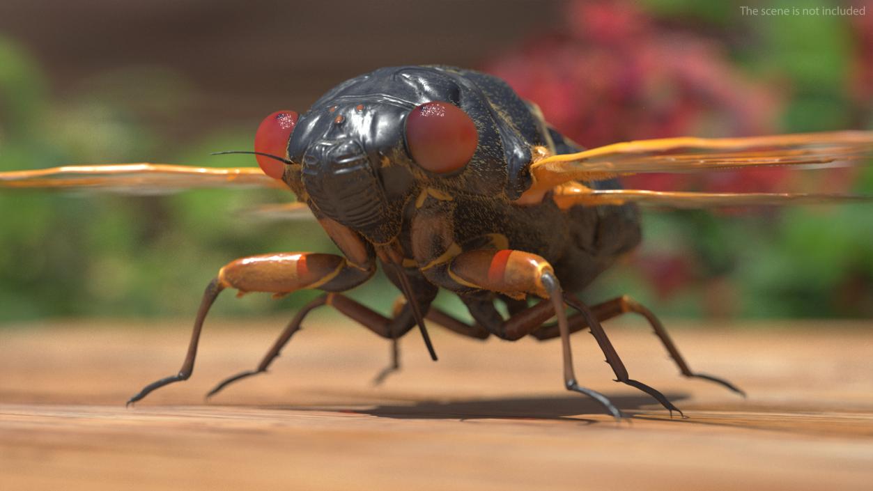 3D Pharaoh Cicada Fur model