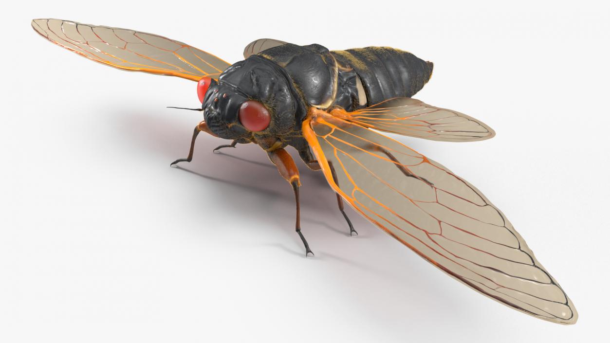 3D Pharaoh Cicada Fur model