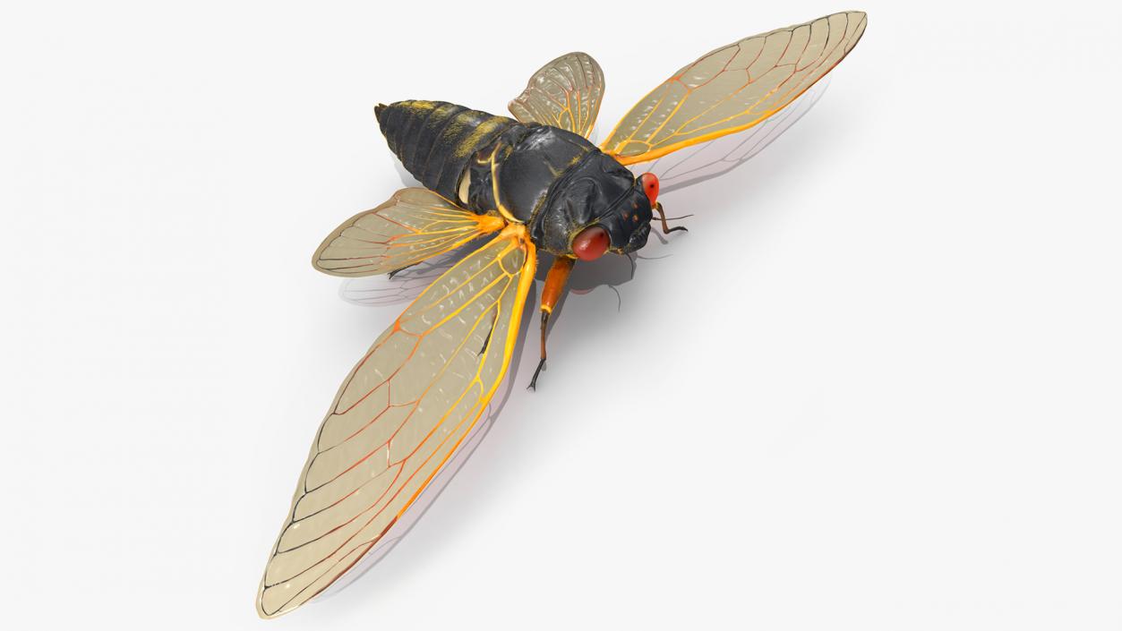 3D Pharaoh Cicada Fur model