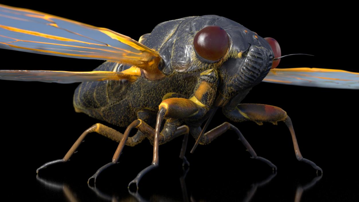 3D Pharaoh Cicada Fur model