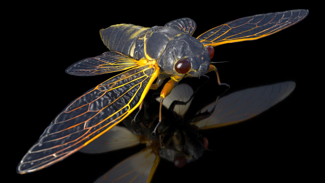 3D Pharaoh Cicada Fur model