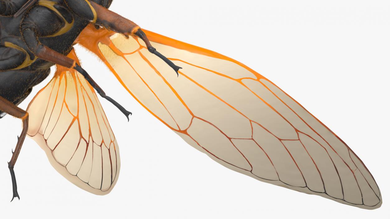 3D Pharaoh Cicada Fur model