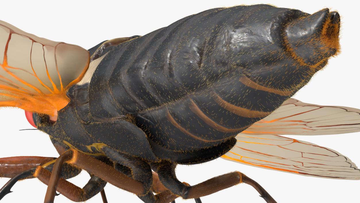 3D Pharaoh Cicada Fur model