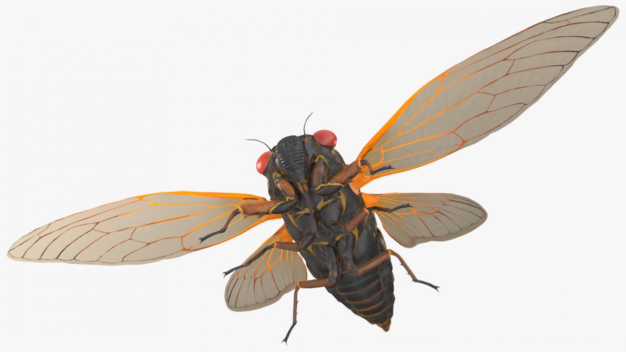 3D Pharaoh Cicada Fur model