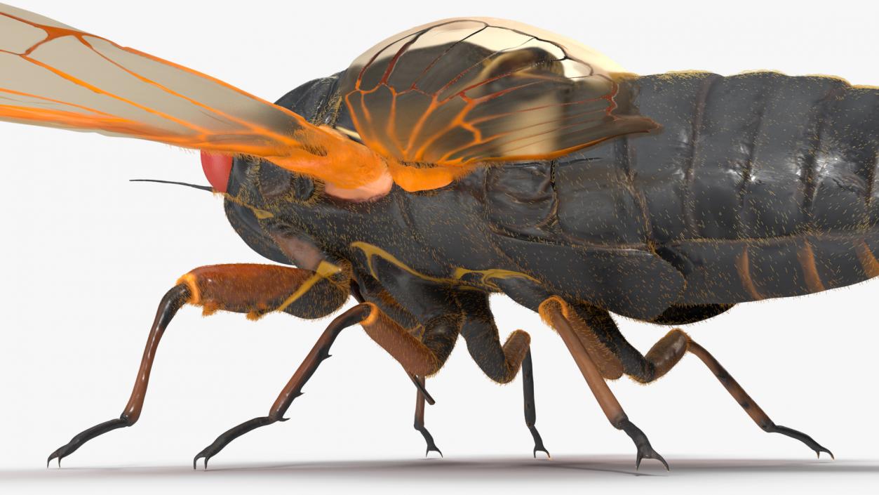 3D Pharaoh Cicada Fur model