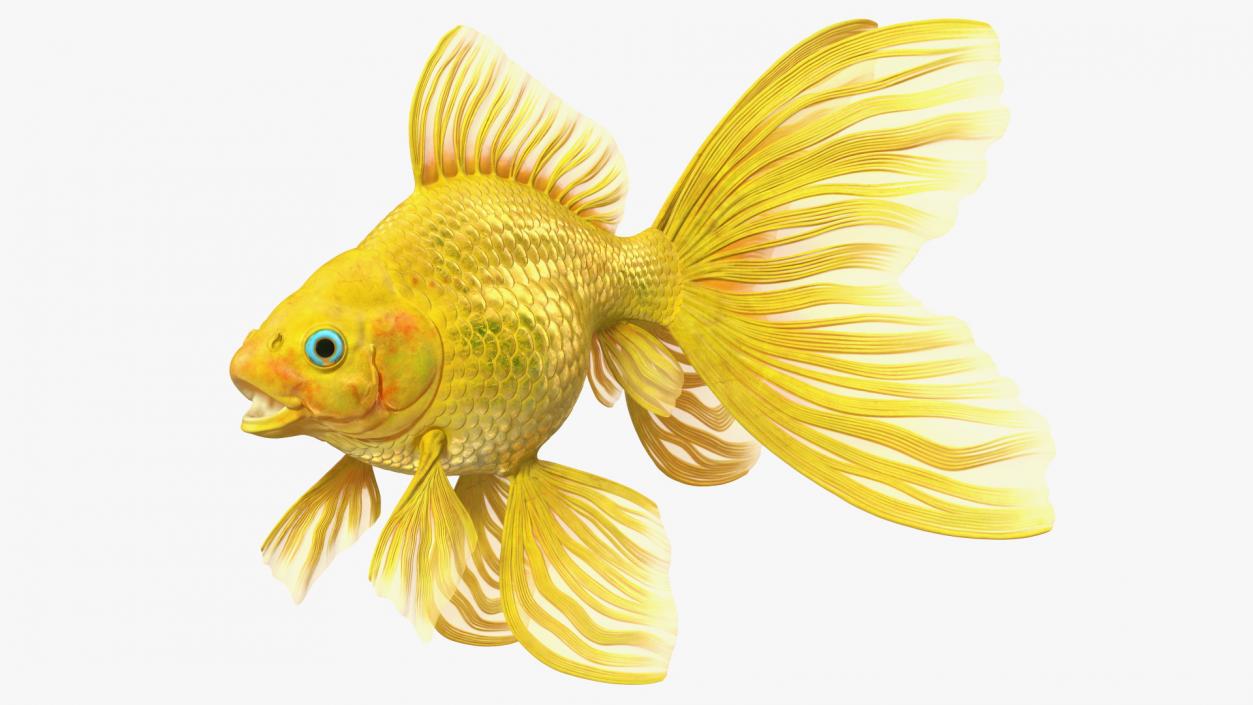 3D model Goldfish