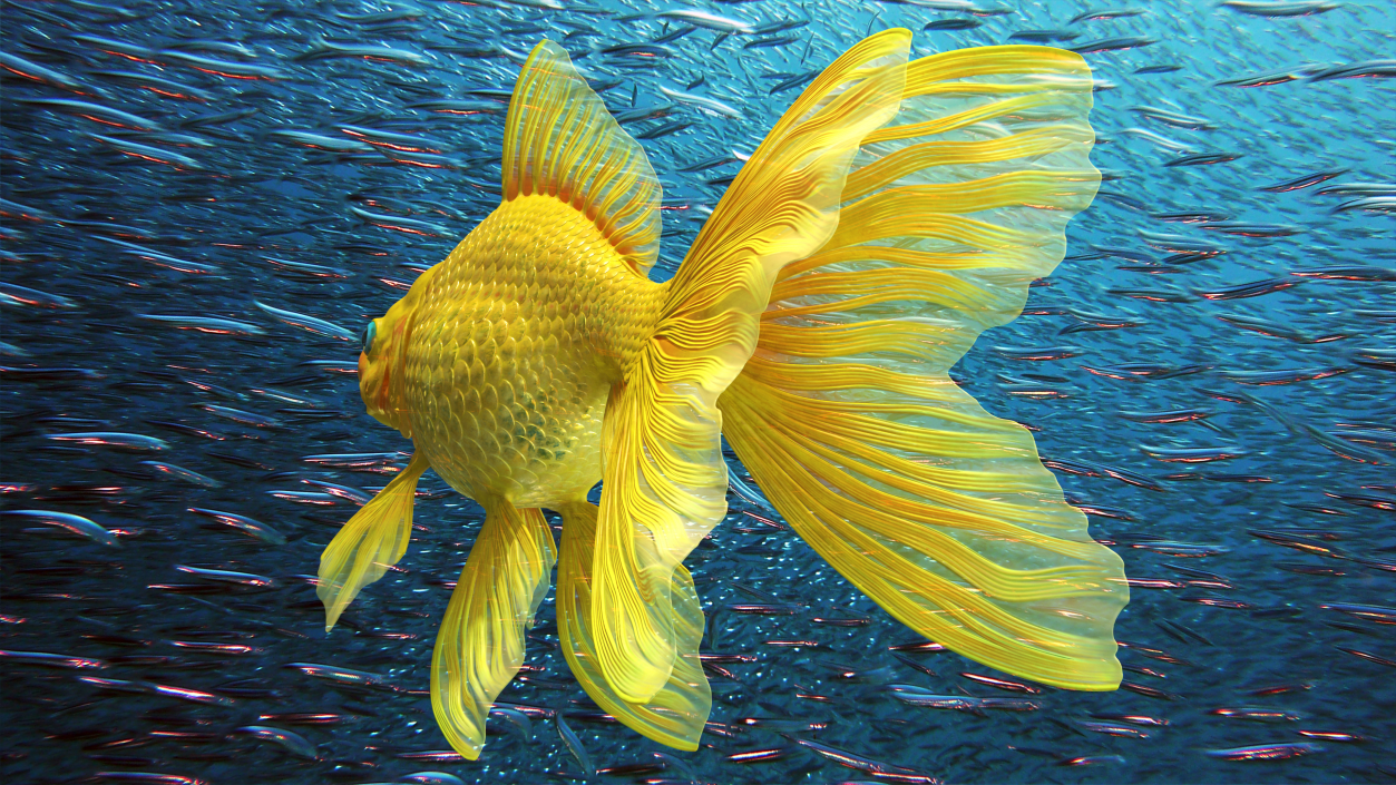 3D model Goldfish