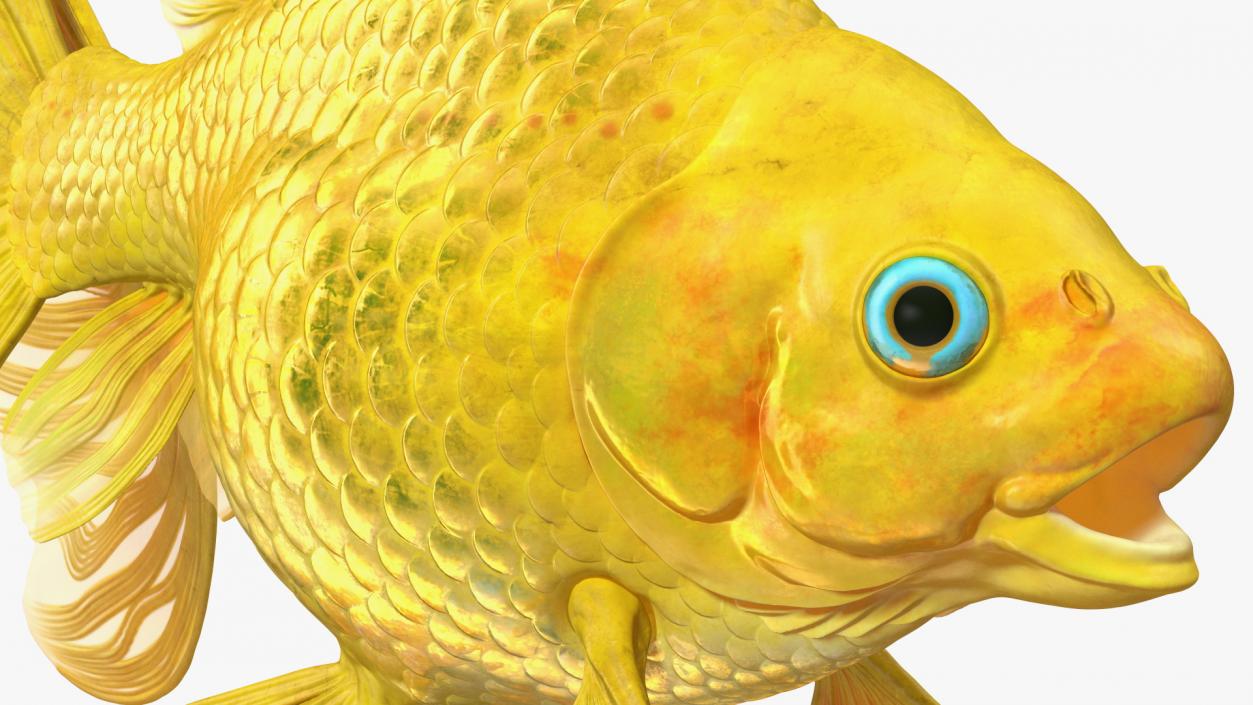 3D model Goldfish