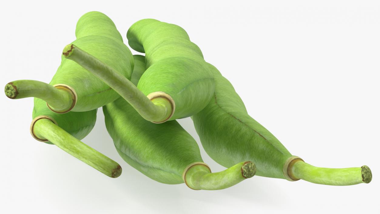 3D Green French Beans model