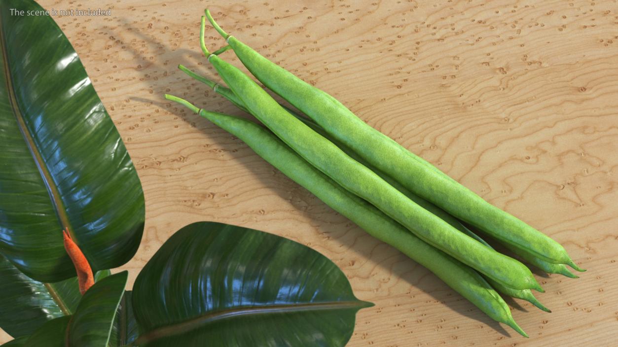 3D Green French Beans model