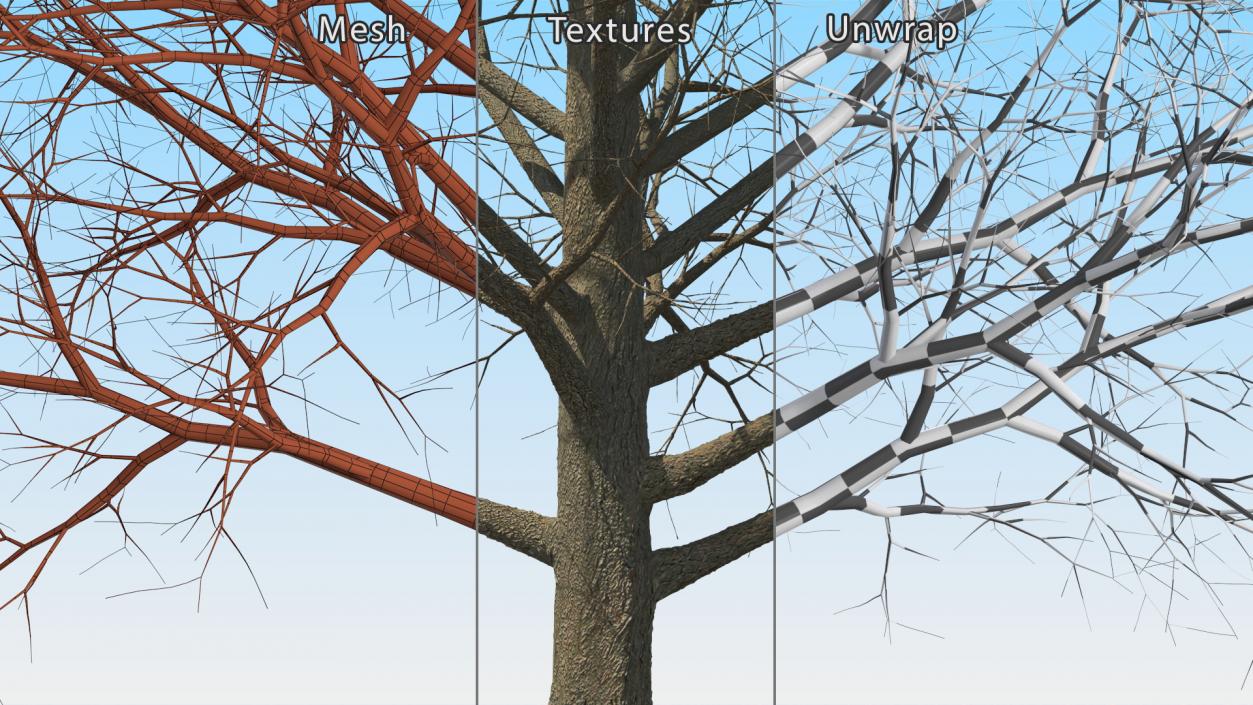 Bare Winter Maple Tree 3D