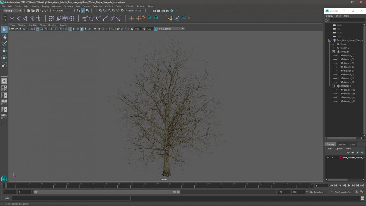 Bare Winter Maple Tree 3D