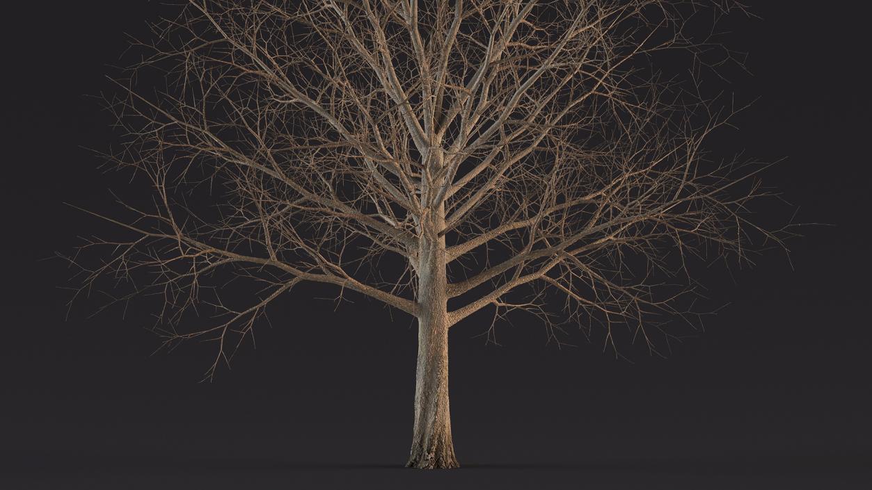 Bare Winter Maple Tree 3D