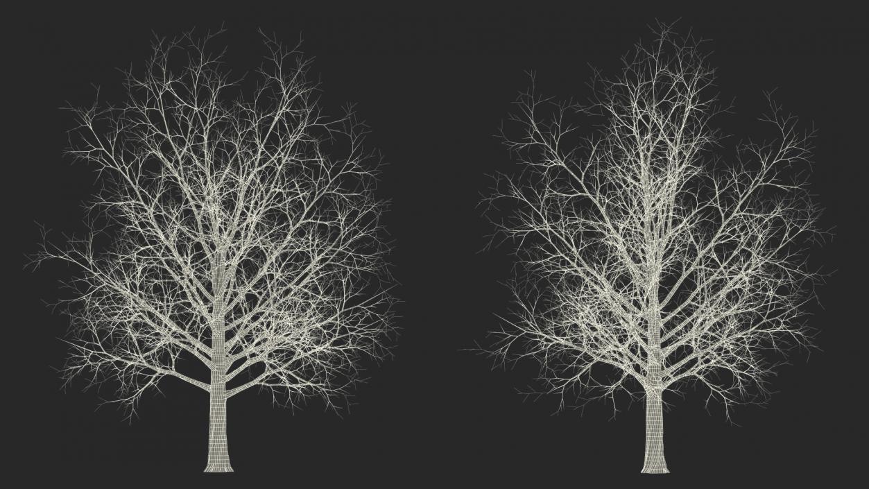 Bare Winter Maple Tree 3D