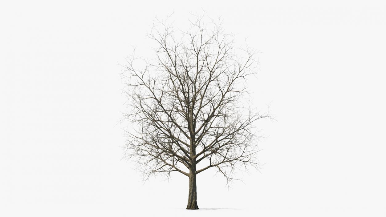 Bare Winter Maple Tree 3D