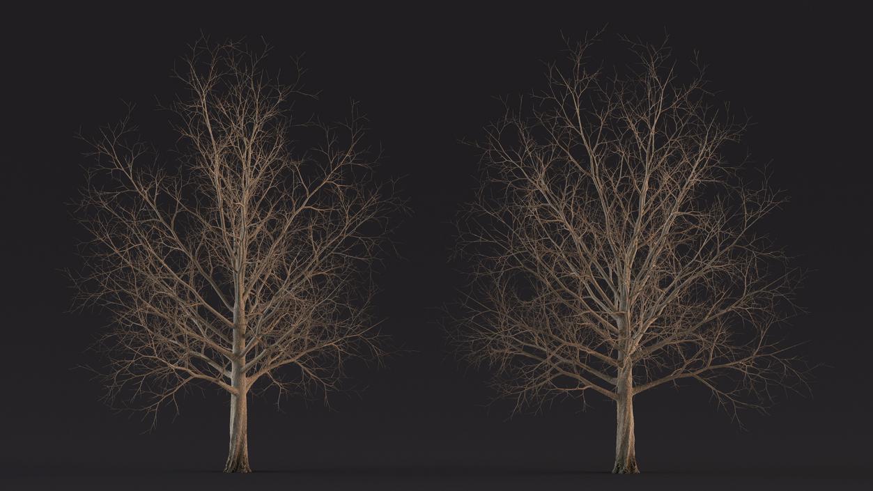 Bare Winter Maple Tree 3D