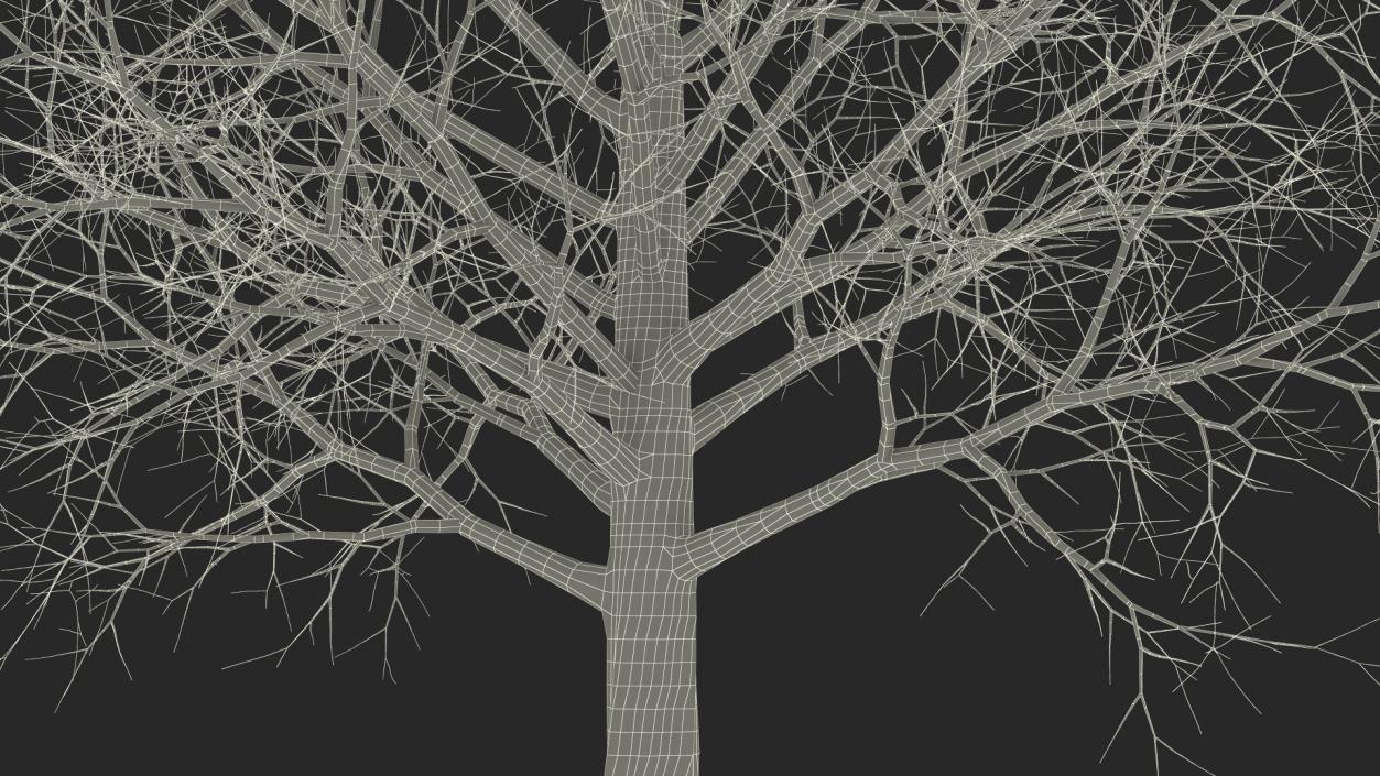 Bare Winter Maple Tree 3D