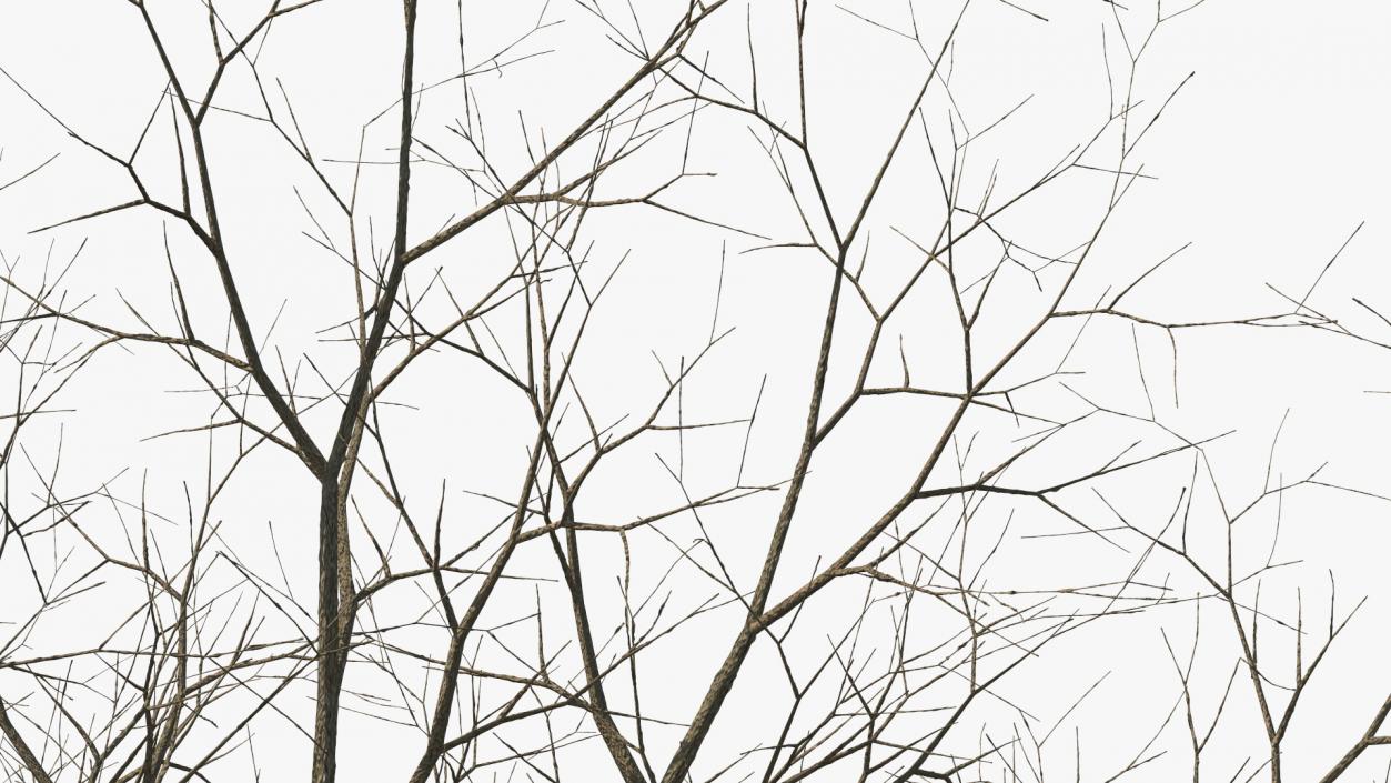 Bare Winter Maple Tree 3D