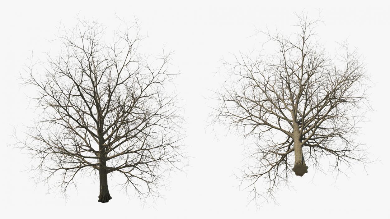 Bare Winter Maple Tree 3D