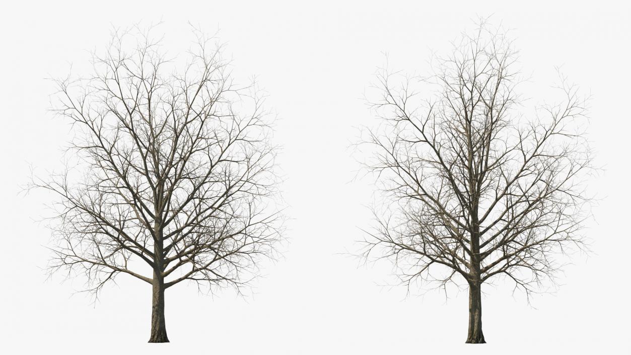 Bare Winter Maple Tree 3D